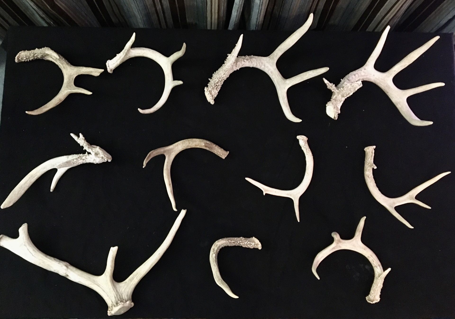 Real Deer Antlers