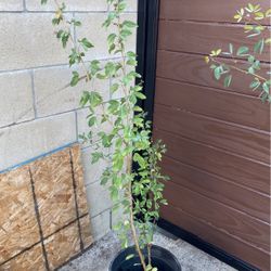 Planta De GuamĂșchil