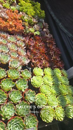 Echeverias or Succulent