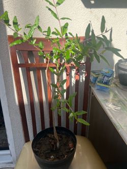 Red pomegranate tree