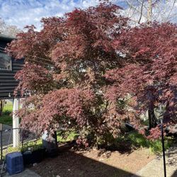 20+ Yr Old Japanese Maple
