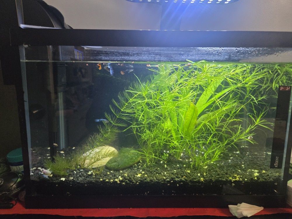 Aquarium, 5 Gallons, Black Background