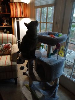 Multi-Level Cat Tree with Toys
