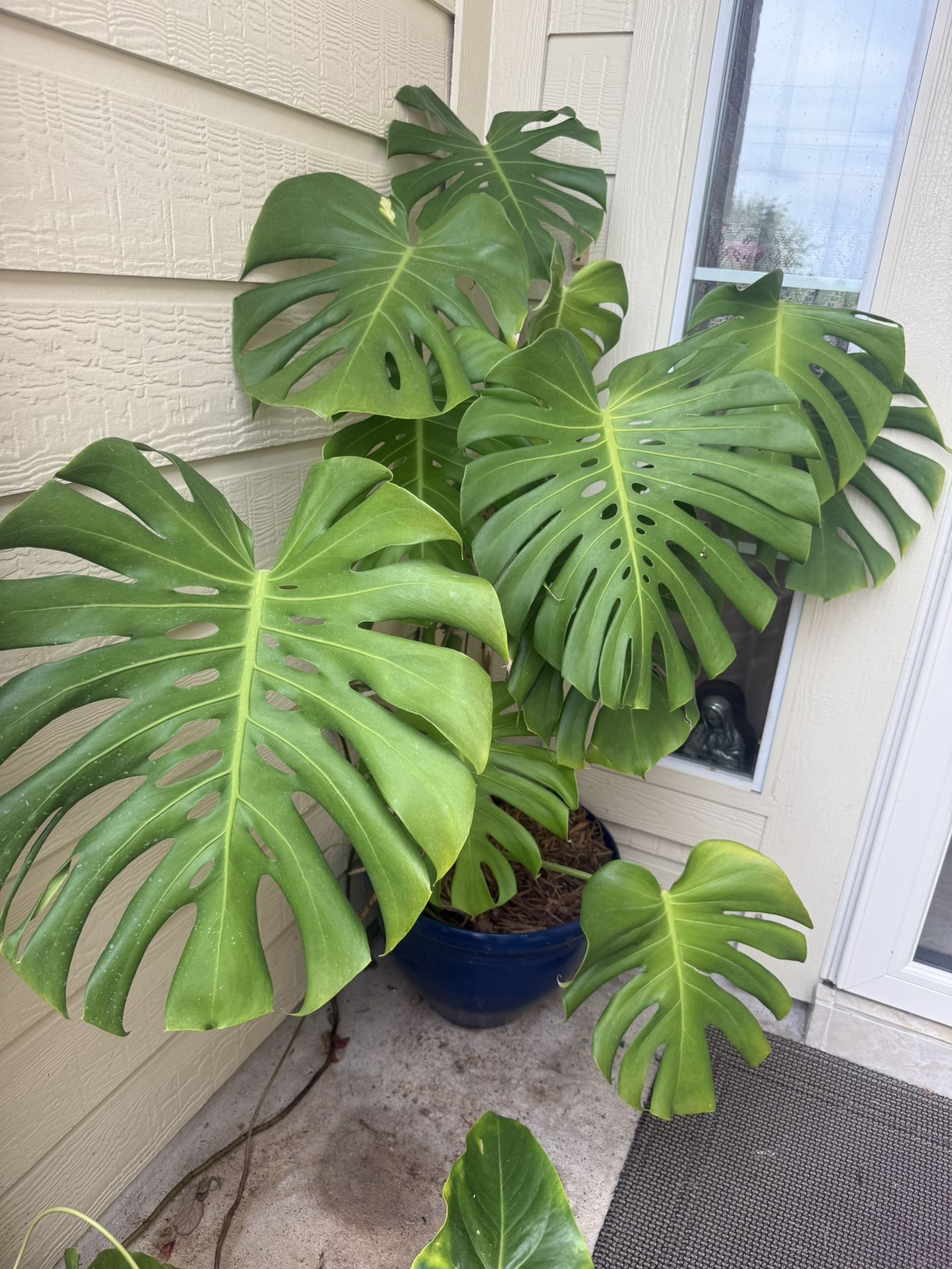 Plant