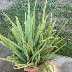 Agave