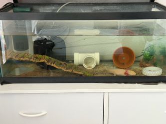 20gallon axolotl setup