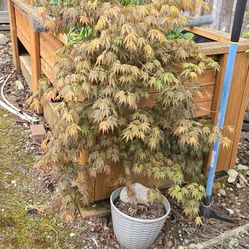 Japanese maple tree