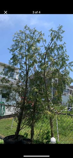 3 Green giant thuja arborvitae trees