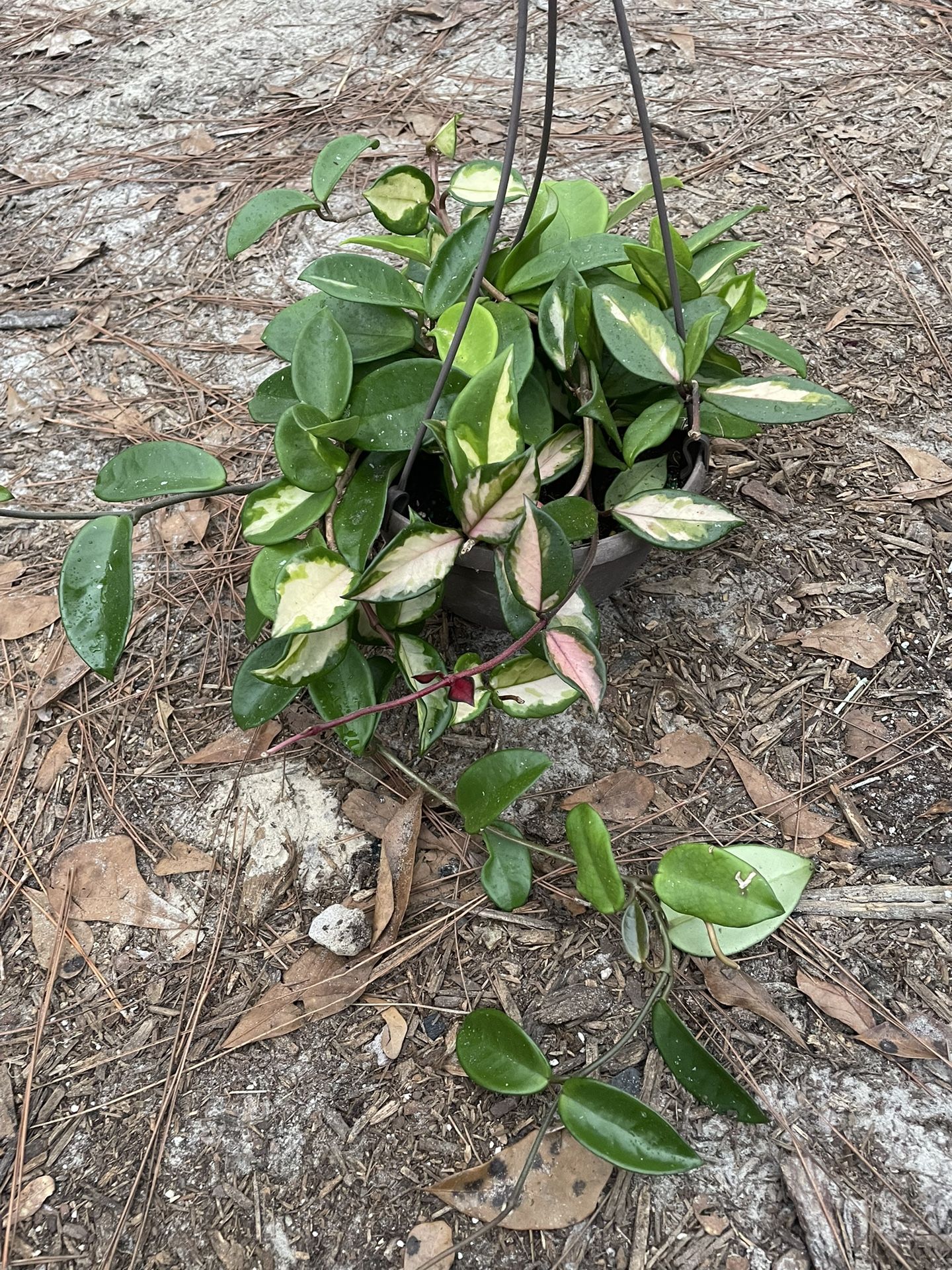 Live Rooted Hoya Carnosa Krimson Princess 8” Pot / Rare Pink Sunstressed Hoya Plant