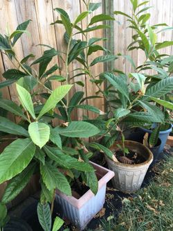 Nísperos plants