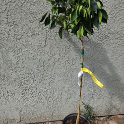 Naranja Navel Cara Cara