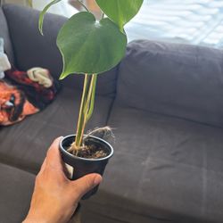 Monstera Plant