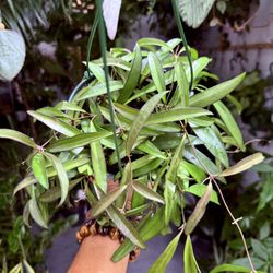 6” Hoya ‘Wayetii’ $24.99🖤💚🖤