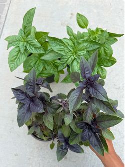 Italian Basil /Red Robin Purple Basil /意大利罗勒🌿