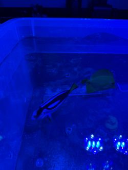 Fish