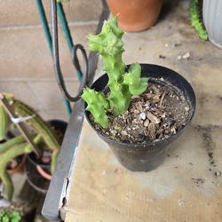 Smalll Stapelia Succulent 