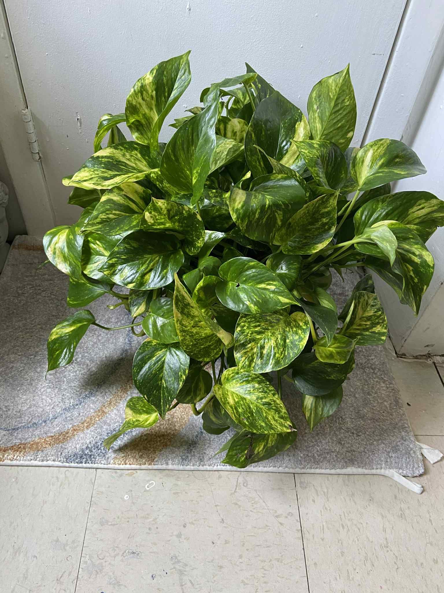 Golden Pothos 