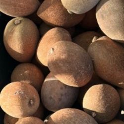 KEY WEST MAMEY FOR SALE. ONLY $2 A POUND