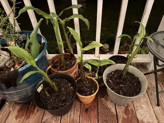 Banana Trees ~ Great For Around Pools Or In The Yard