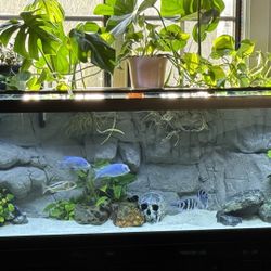 Stunning 3D Background For 125 Gallon Aquarium 