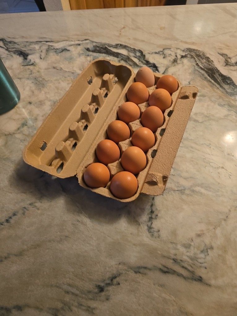 Fresh Chicken Eggs