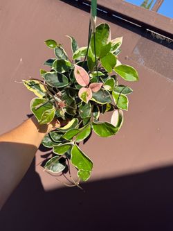 6” Hoya Queen tricolor