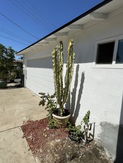 variegate african candelabra