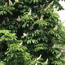 Horse Chestnut Ornamental Well Established Young  Tree .2'H