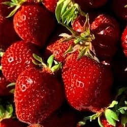 Healthy Sweet Sunrise Strawberry Plants! Perennial Vareity! 