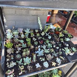 Succulent Sale