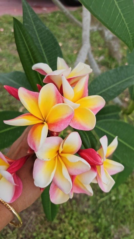 Plumeria Plants