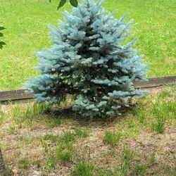 Pine Tree For Sale