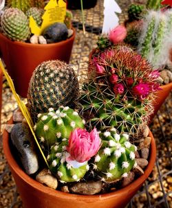 Beautiful Succulents & cautus different prices $10 & UP  Message Me for address se habla espanol 