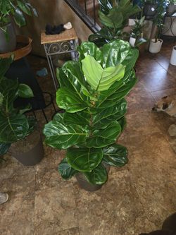 3ft 9in Tall Fiddle Leaf Fig Plant In New 12in pot with stones