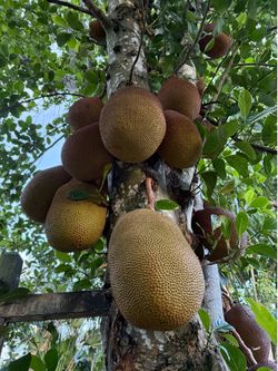 Jackfruit