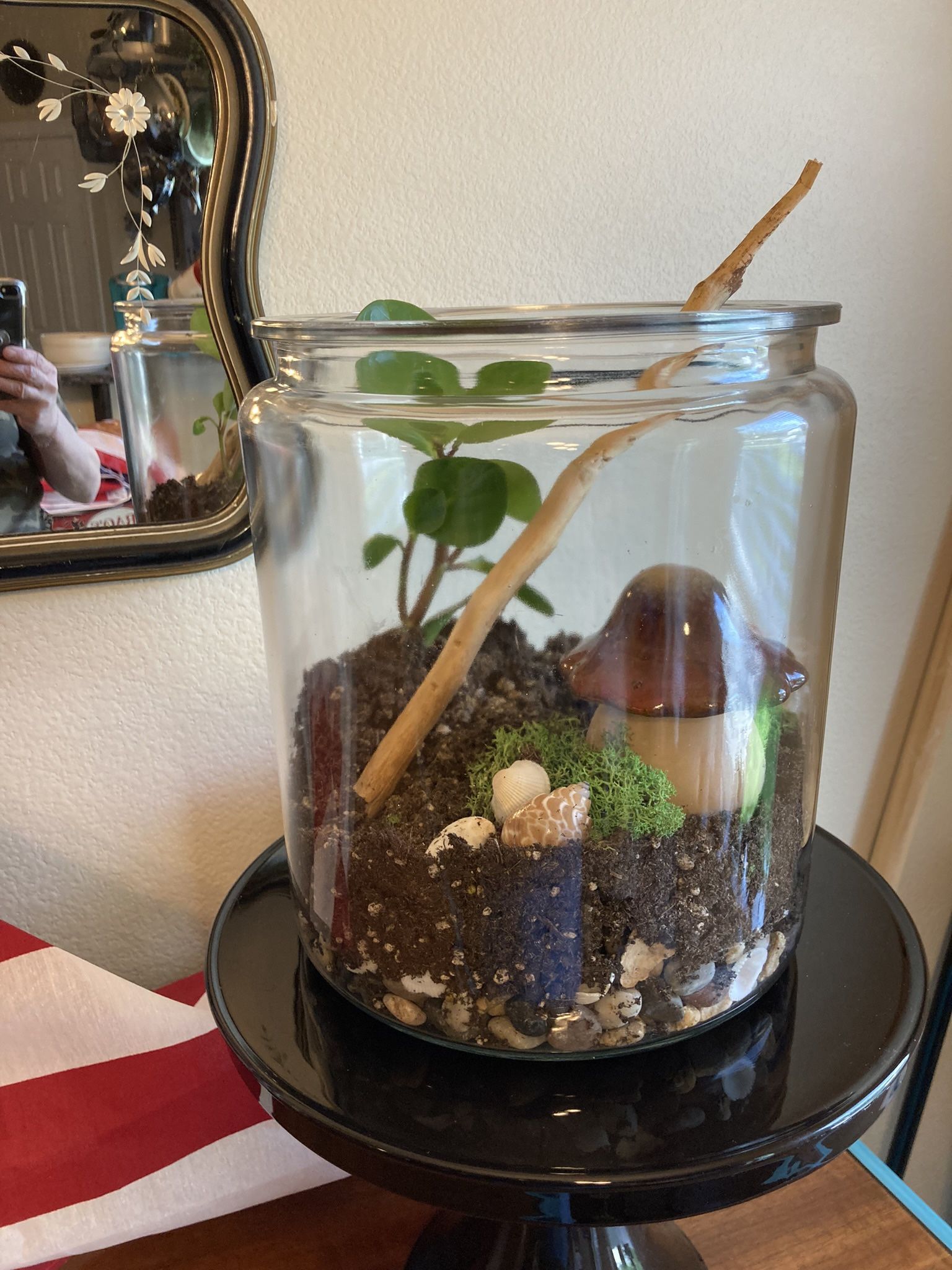 Open Terrarium with Tropical Plant