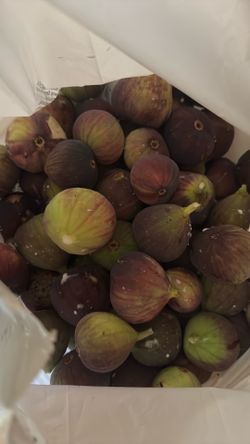 Fresh picked figs