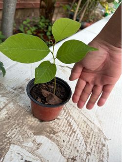 Baby cherimoya/atemoya plants