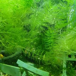 Hornwort- Aquarium Plants