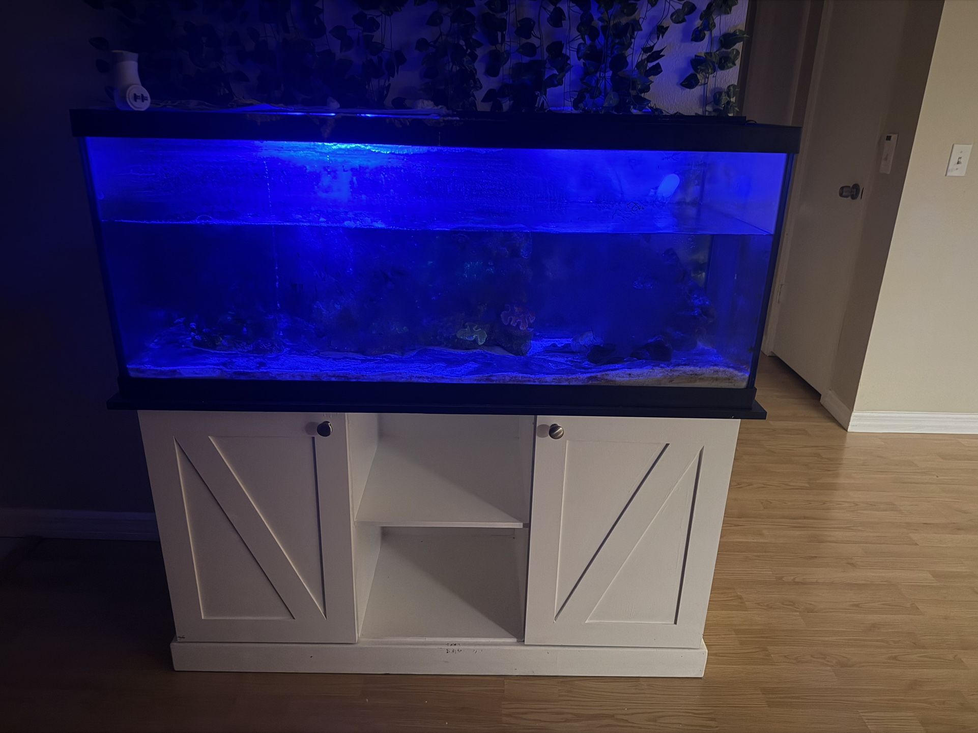 75 Gallons Fish Tank Salt Water