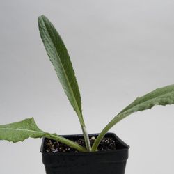 Live Artichoke Vegetable plant fit 4” pot