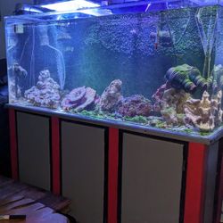 Acrylic Fish Tank And Stand