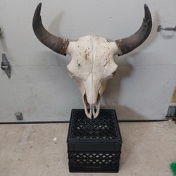 Buffalo Skull