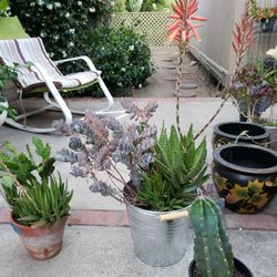 Potted Cacti And Succulents 