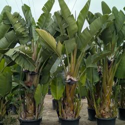 Bird Of Paradise Giant
