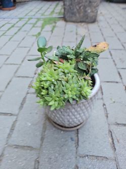 Suculentas real plants