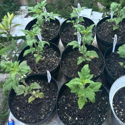 PURPLE BASIL AND LITTLE RED CORVETTE TOMATO POTTED PLANTS 