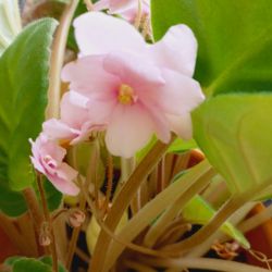 Pink 🩷 African Violet