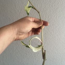 plants , monstera siltepecana, adassoni ,syngonium albo 