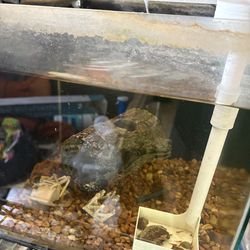 6 gallon nano with shrimp